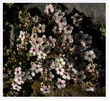 Androsace cylindrica * Rock Jasmine - Pic du Marbore, Pyrenees - July 1985 * 3578 x 3305 * (4.23MB)